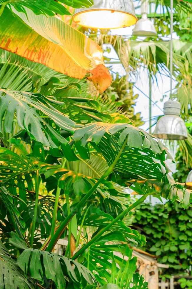 follaje exuberante en el jardín tropical. plantas de la selva de plátano y monstera. fondo natural foto