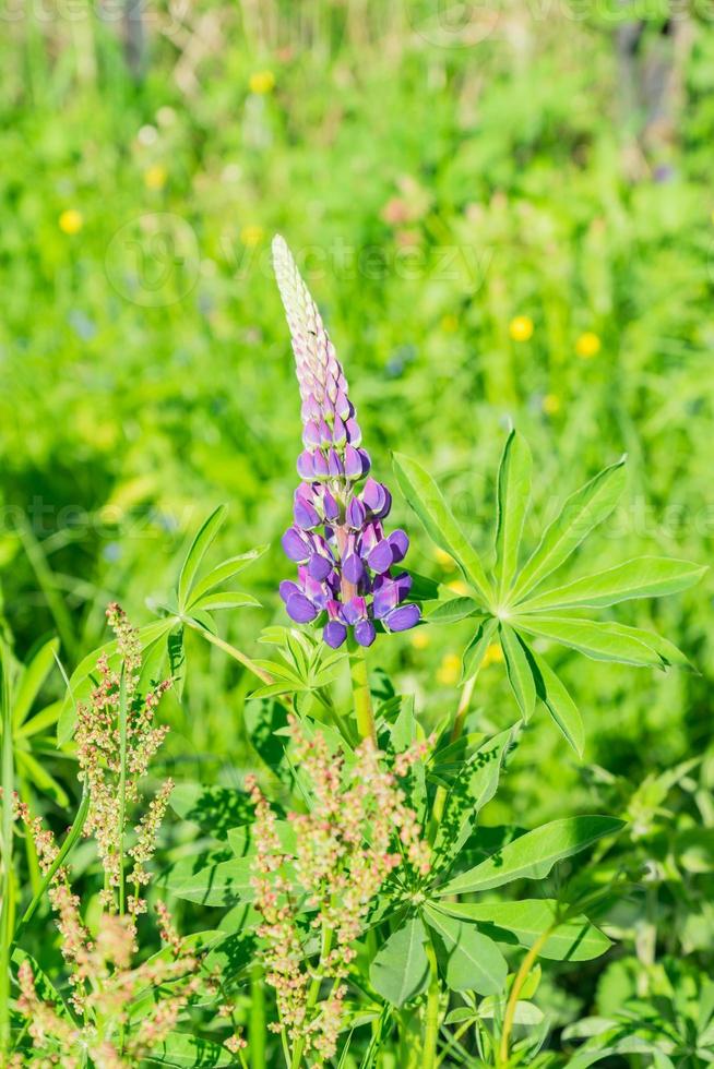 Violet lupines flowering in the meadow, Single flower. photo
