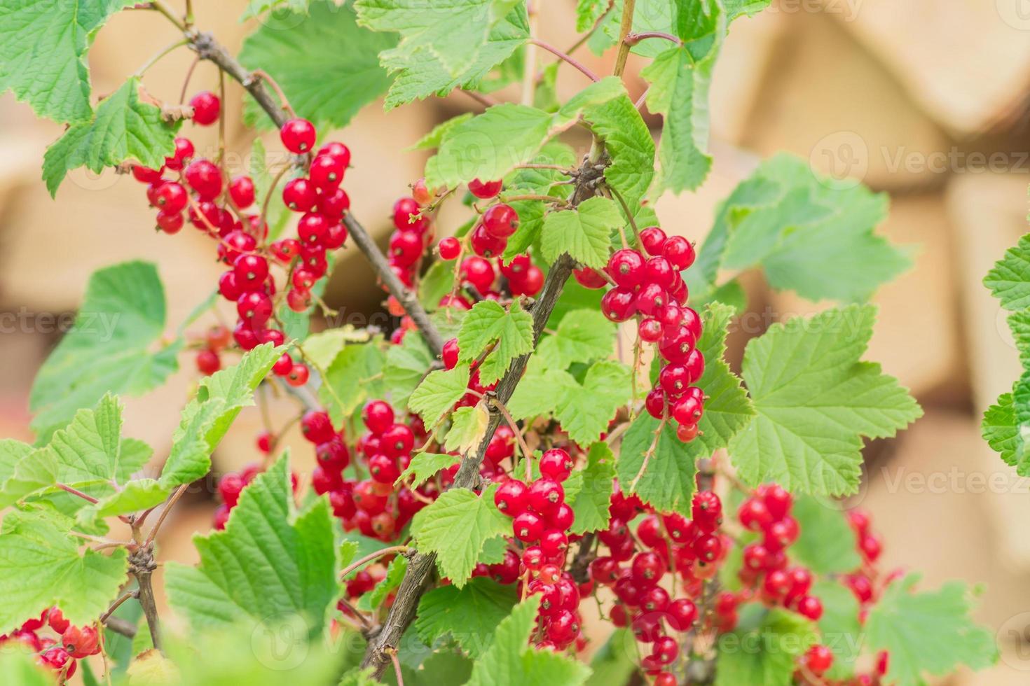 bush of red currant berries growing in the garden, close up photo