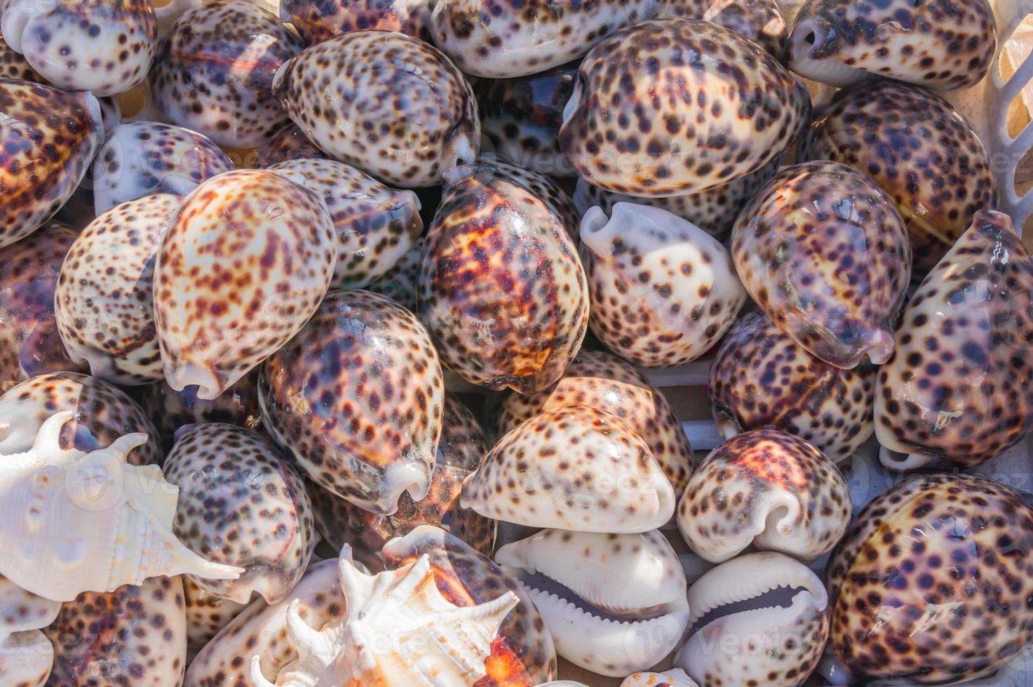 fondo de conchas marinas. un montón de conchas marinas apiladas juntas foto