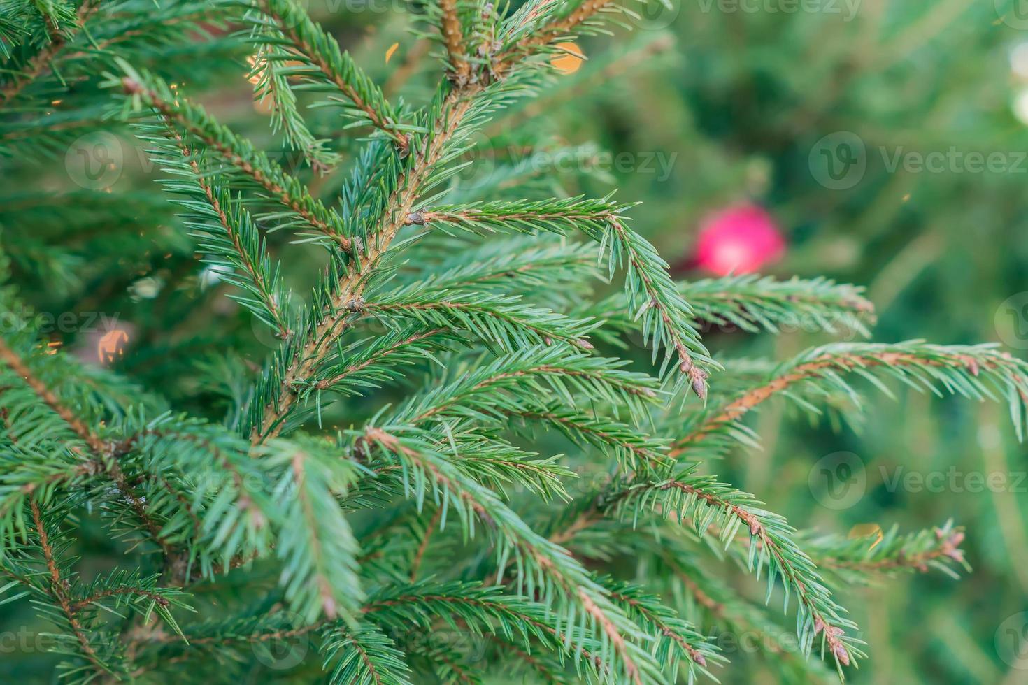 texture background of a furry tree branches for a Christmas card photo