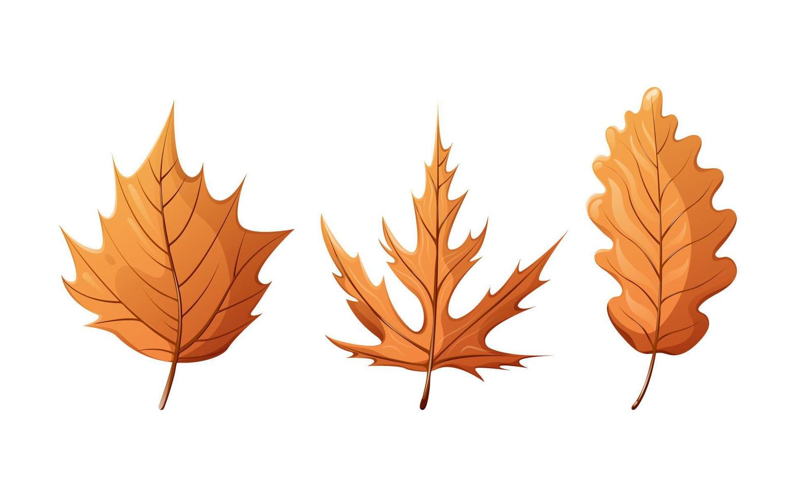 Set of autumn leaves of maple, oak. Vector illustration