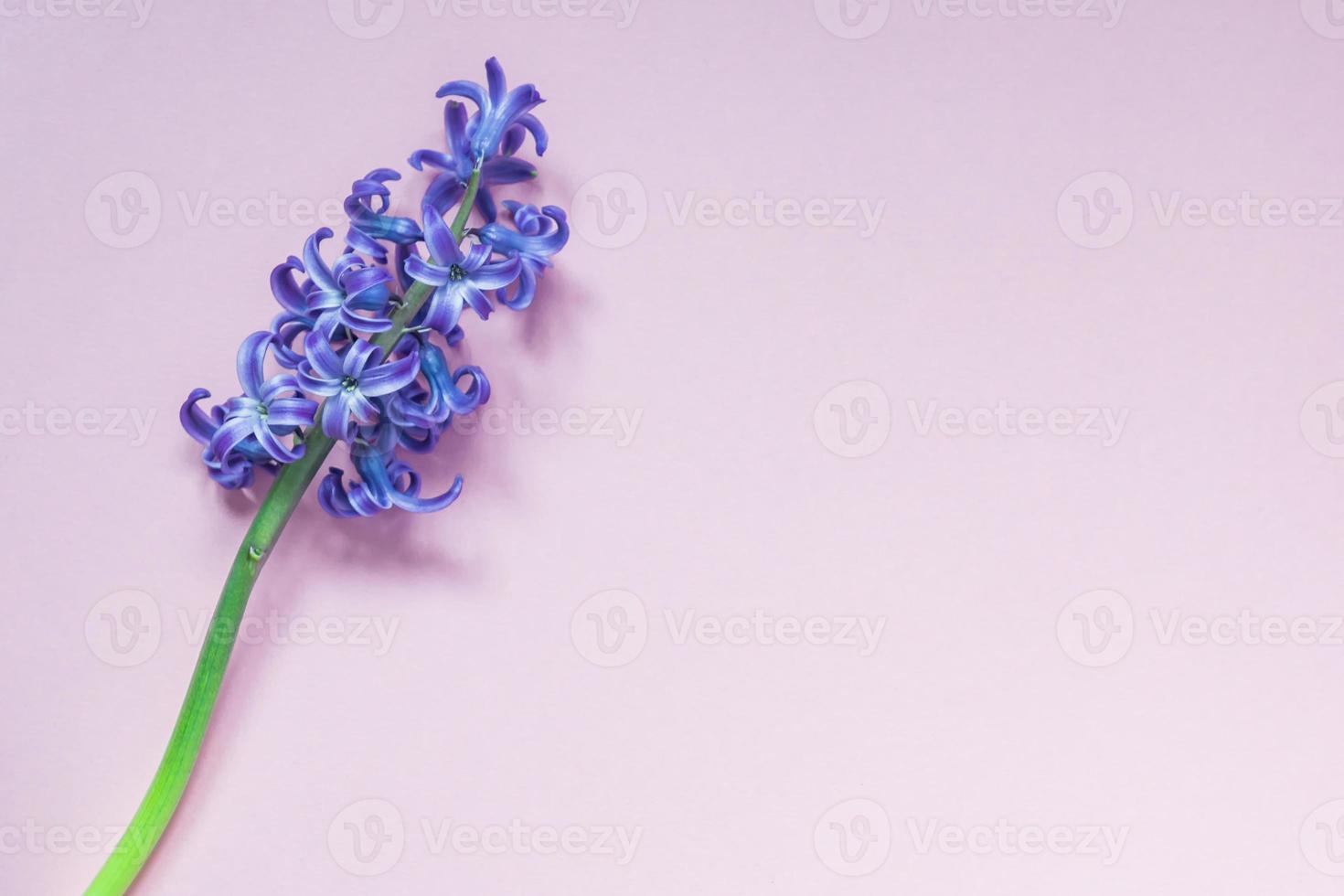 violet hyacint flower on pastel purple gradient background. Flat lay, top view, copy space photo