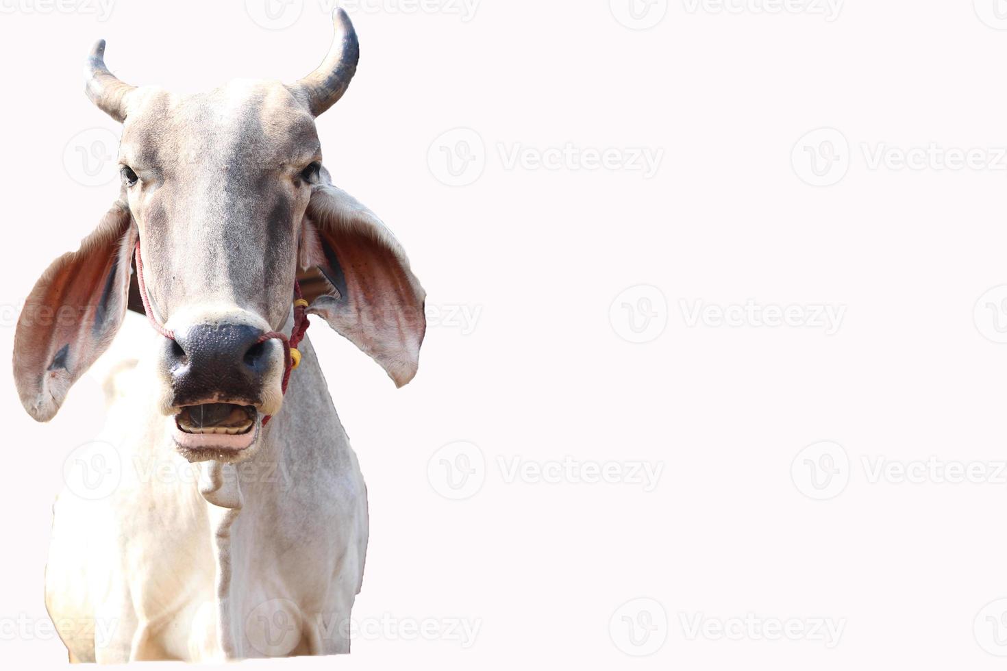 white background cow photo