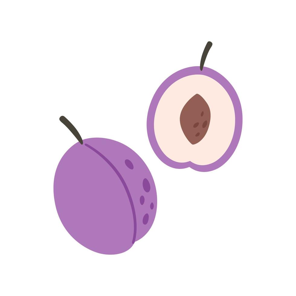 Fresh plum with plum half. Summer fruit. Farming, harvesting. Healthy and organic food vector