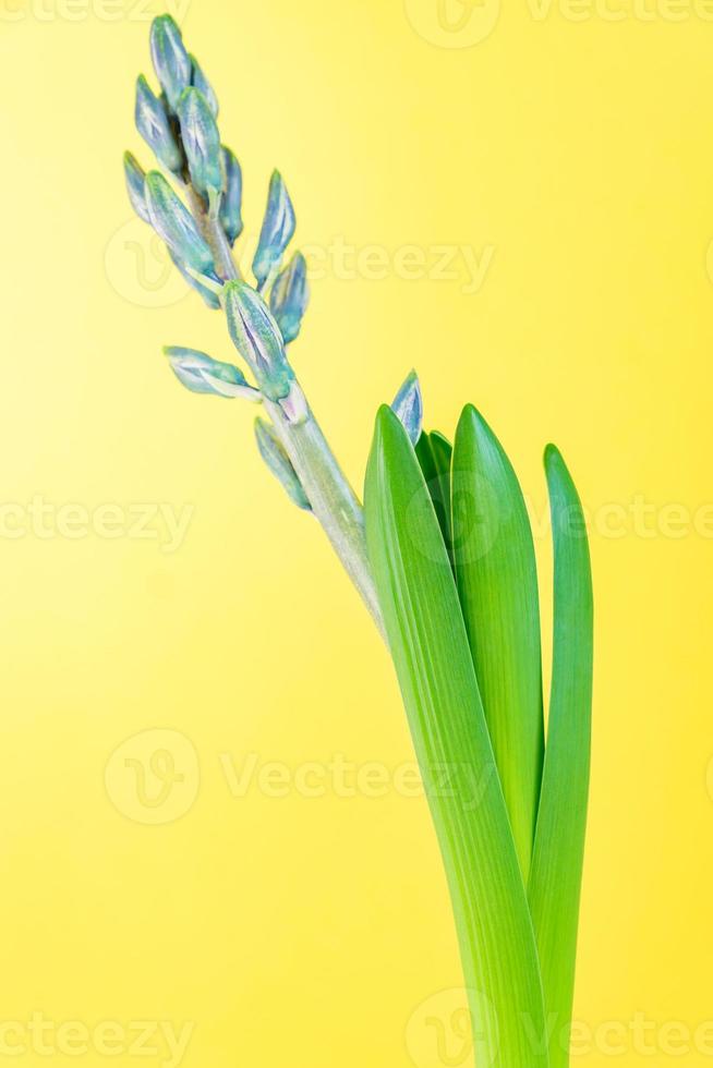 Blue hyacinth flower closed bud on yellow background. Copy space. 10597596 Stock Photo at Vecteezy
