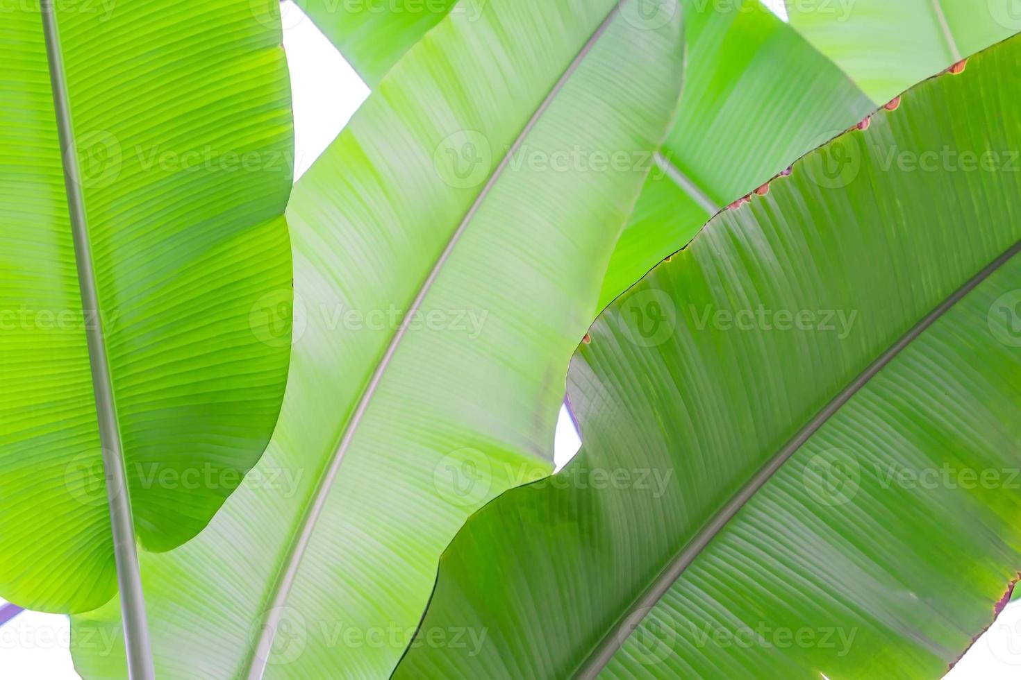 Banana palm leaves background. Tropical forest green foliage. photo