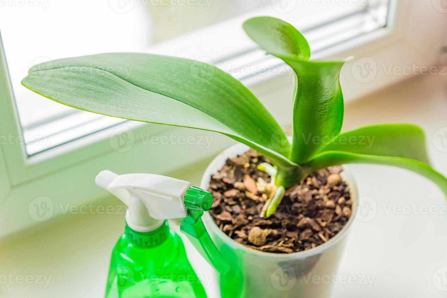 moss orchid in a plastic pot and spayer on window sill. House plant care concept photo