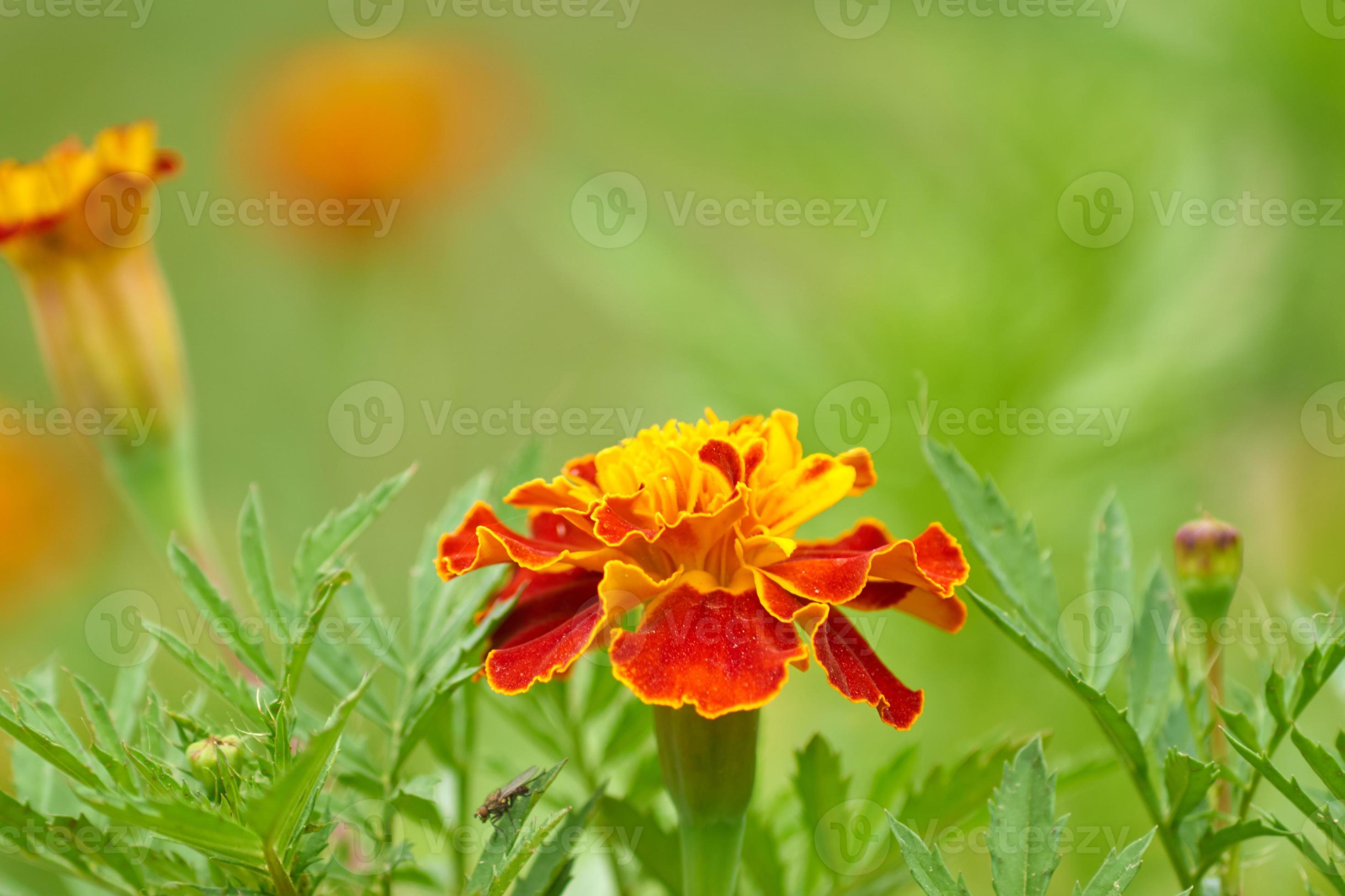 blooming marigold flowers in the garden, nature background 10598396