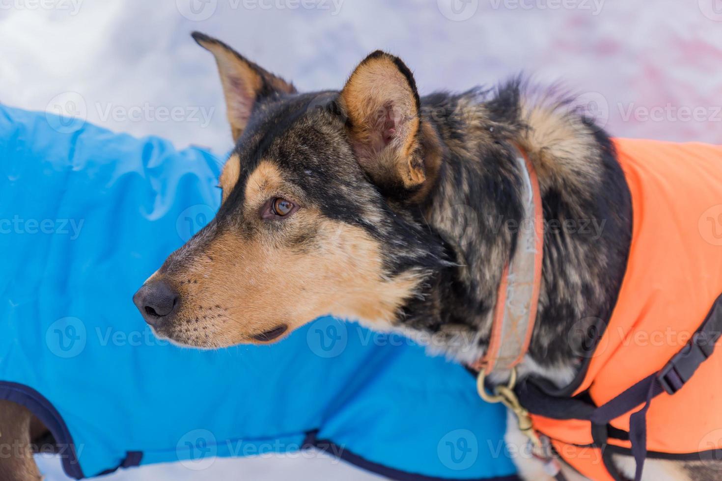 portrait of dog in harness watching forfard photo