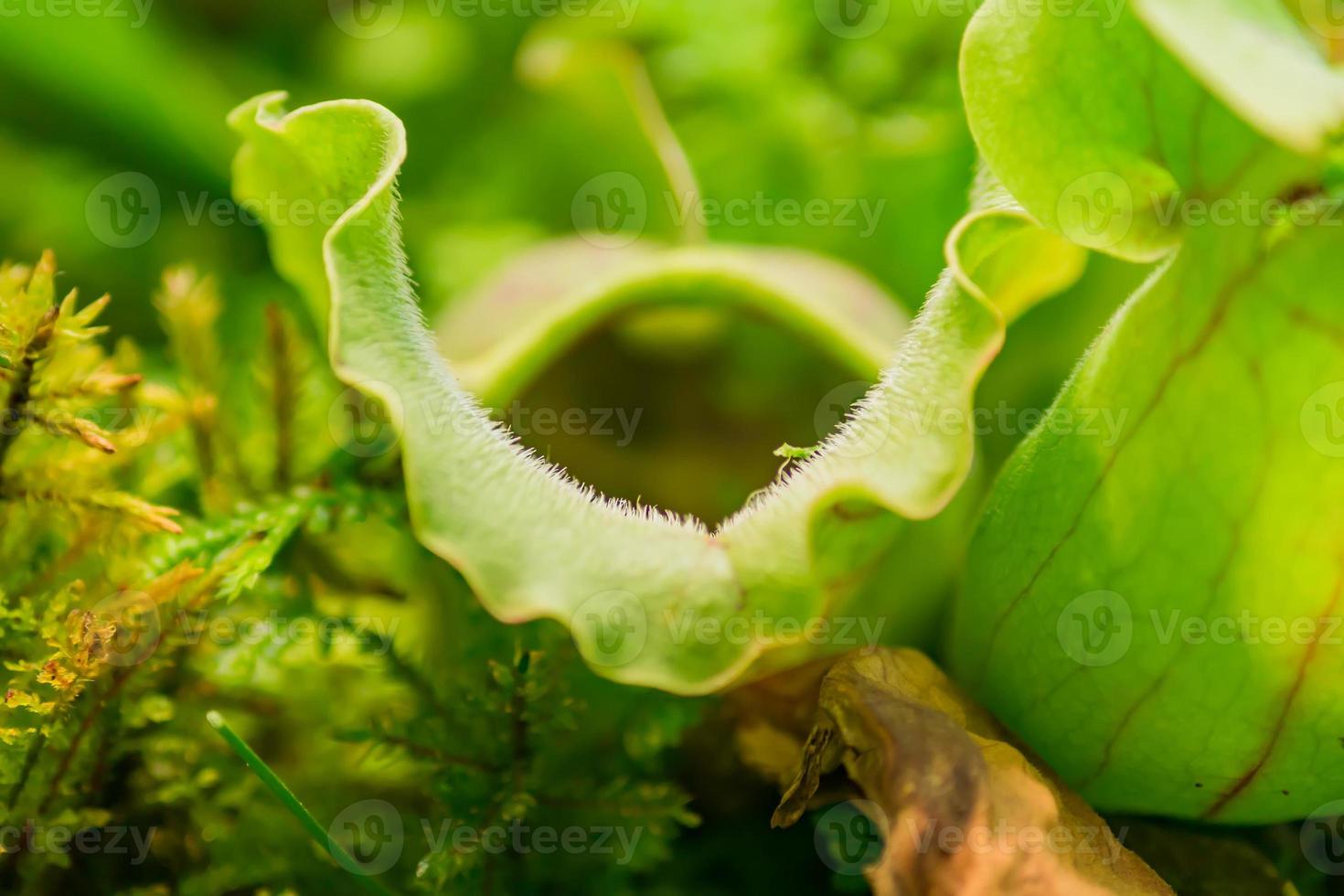 planta tropical carnívora sarracenia de cerca. fondo natural foto