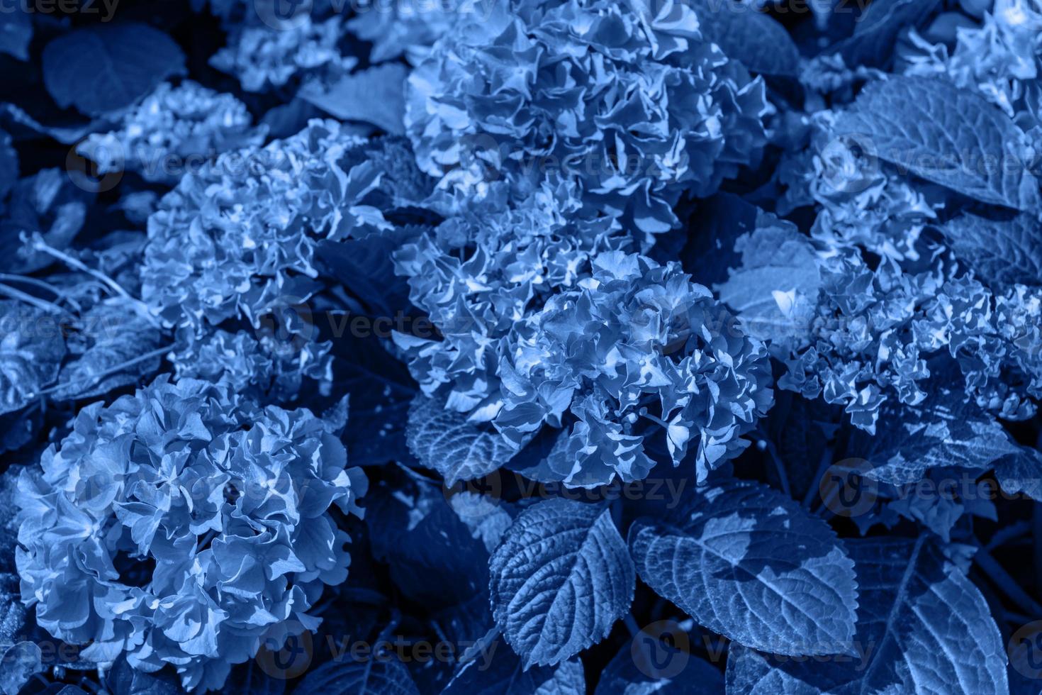 Trend color 2020 classic blue, hydrangea background for design. photo