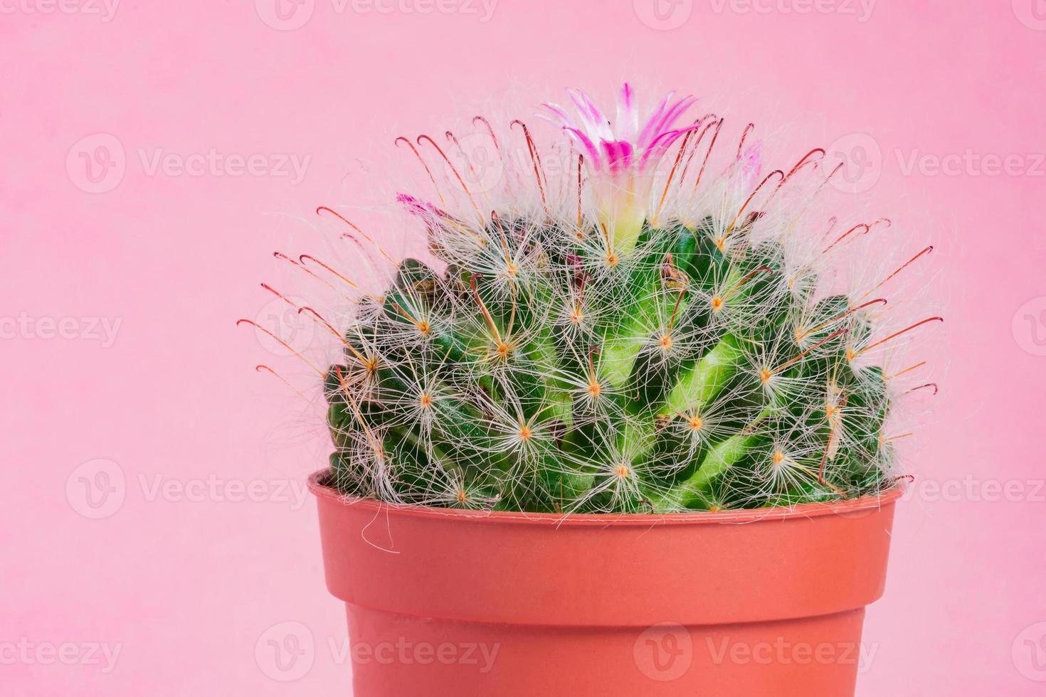 primer plano de cactus mammillaria bombycina en flor sobre fondo rosa. foto