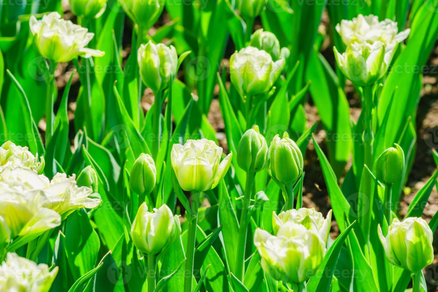 campo de tulipanes blancos. fondo de flores. paisaje de jardín de verano foto