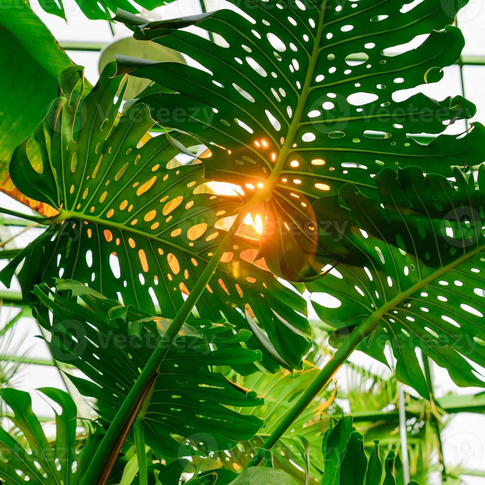 lush foliage in the tropical garden. jungle plants leaves in sunset. Natural background photo