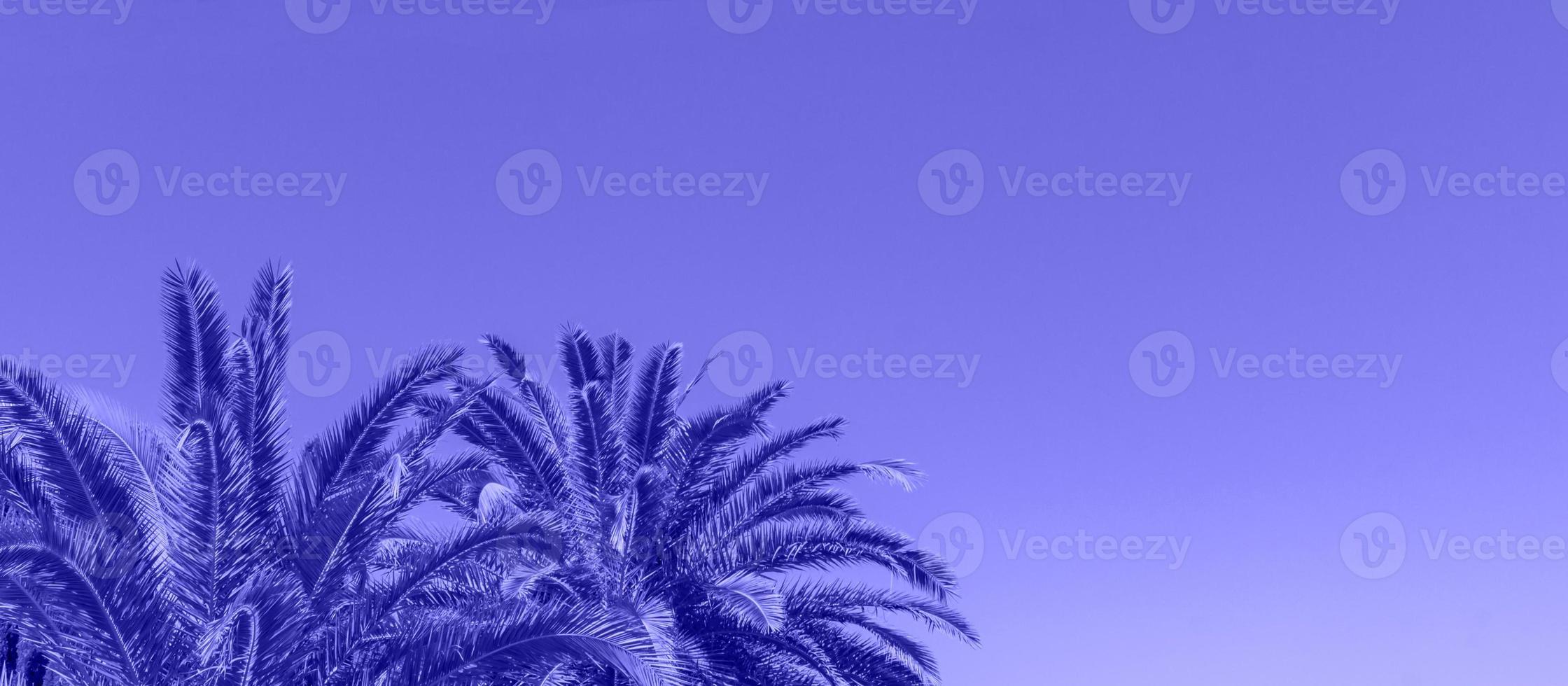 branches of palm trees on the background of blue sky - toned in ttrendy blue color. Banner photo