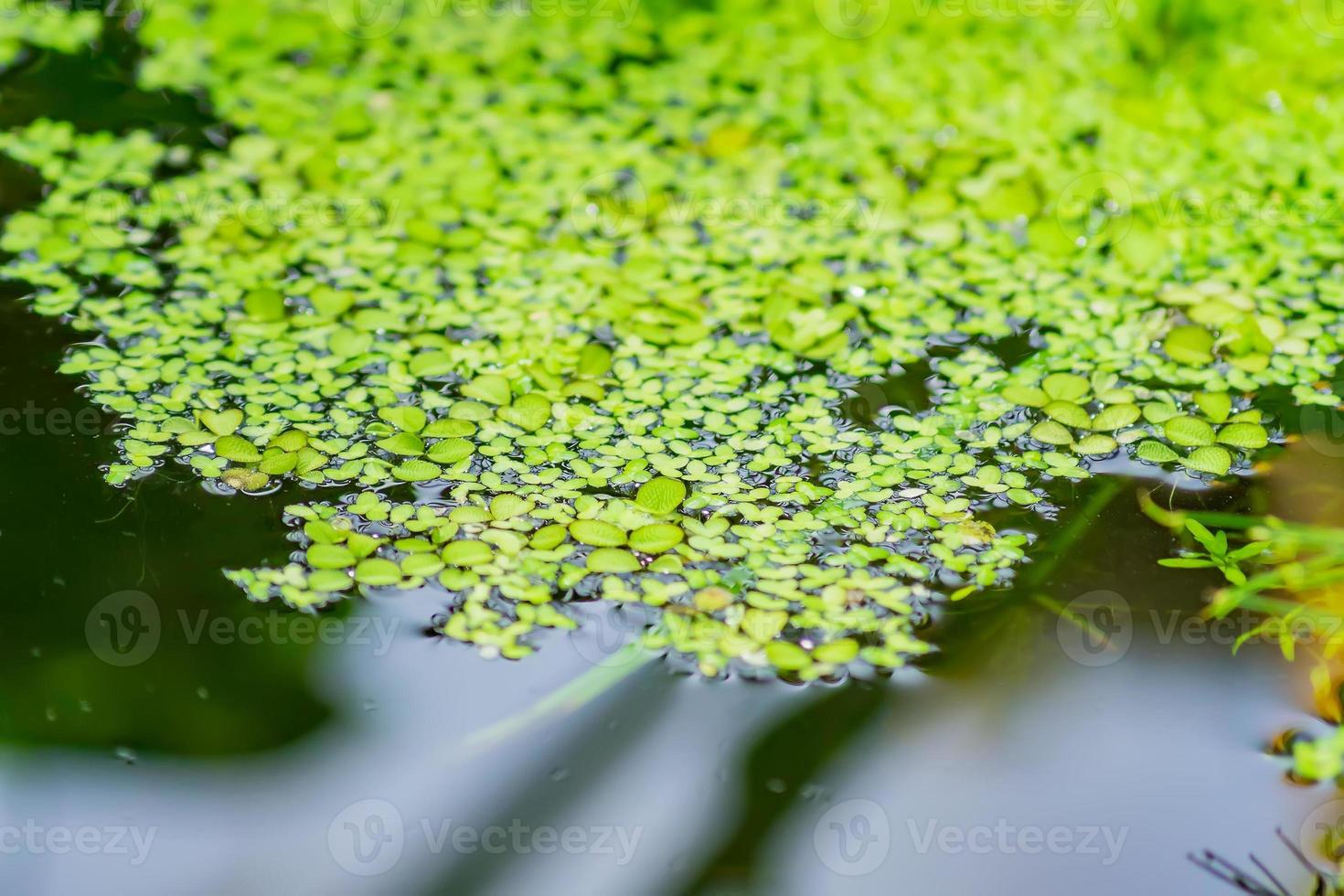 Close up of Duckweed Leaves float on water surface in garden photo
