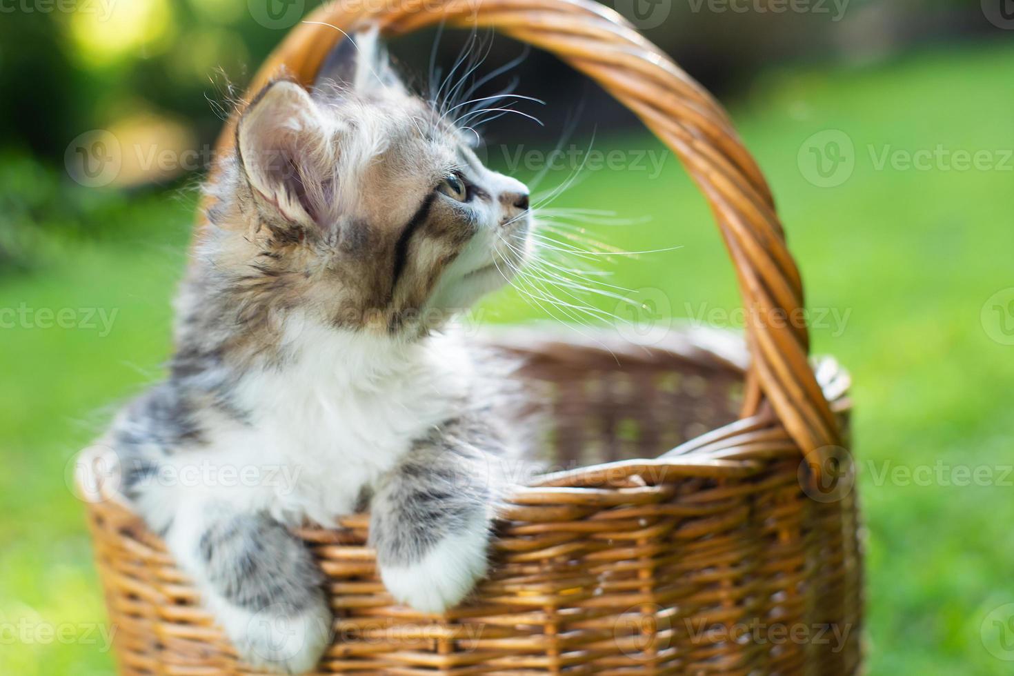 cute little kitten in a basket in summer photo