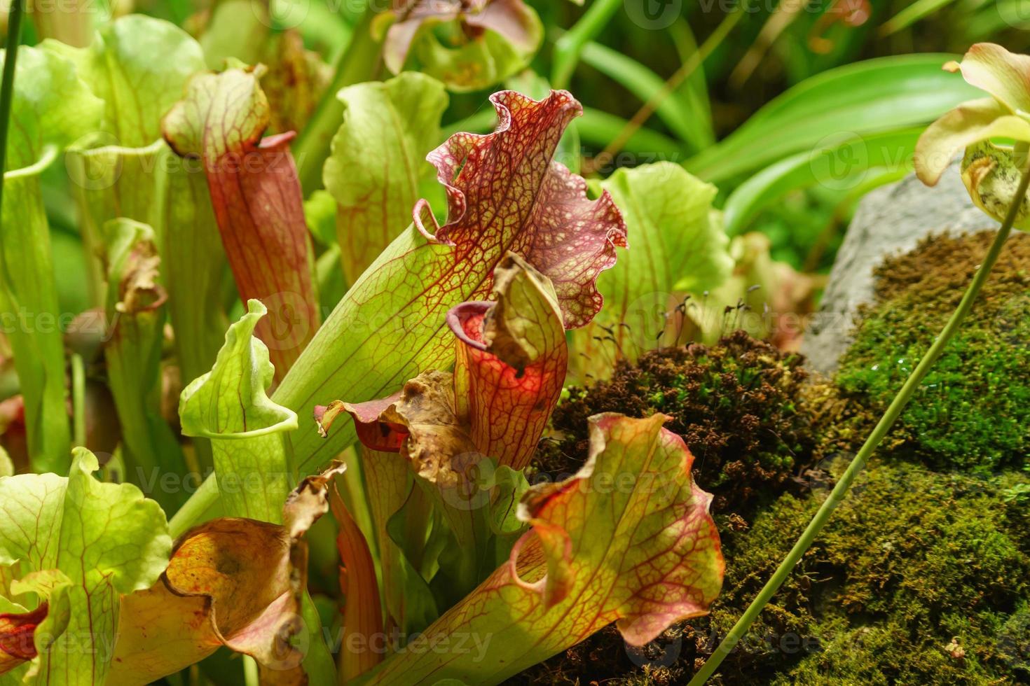 Carnivorous plants Sarracenia that traps and digests insects photo