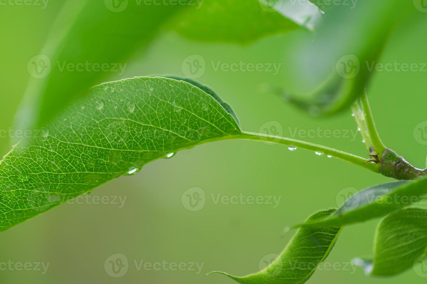 Branch of green cherry leaf with drops of water. foliage background photo