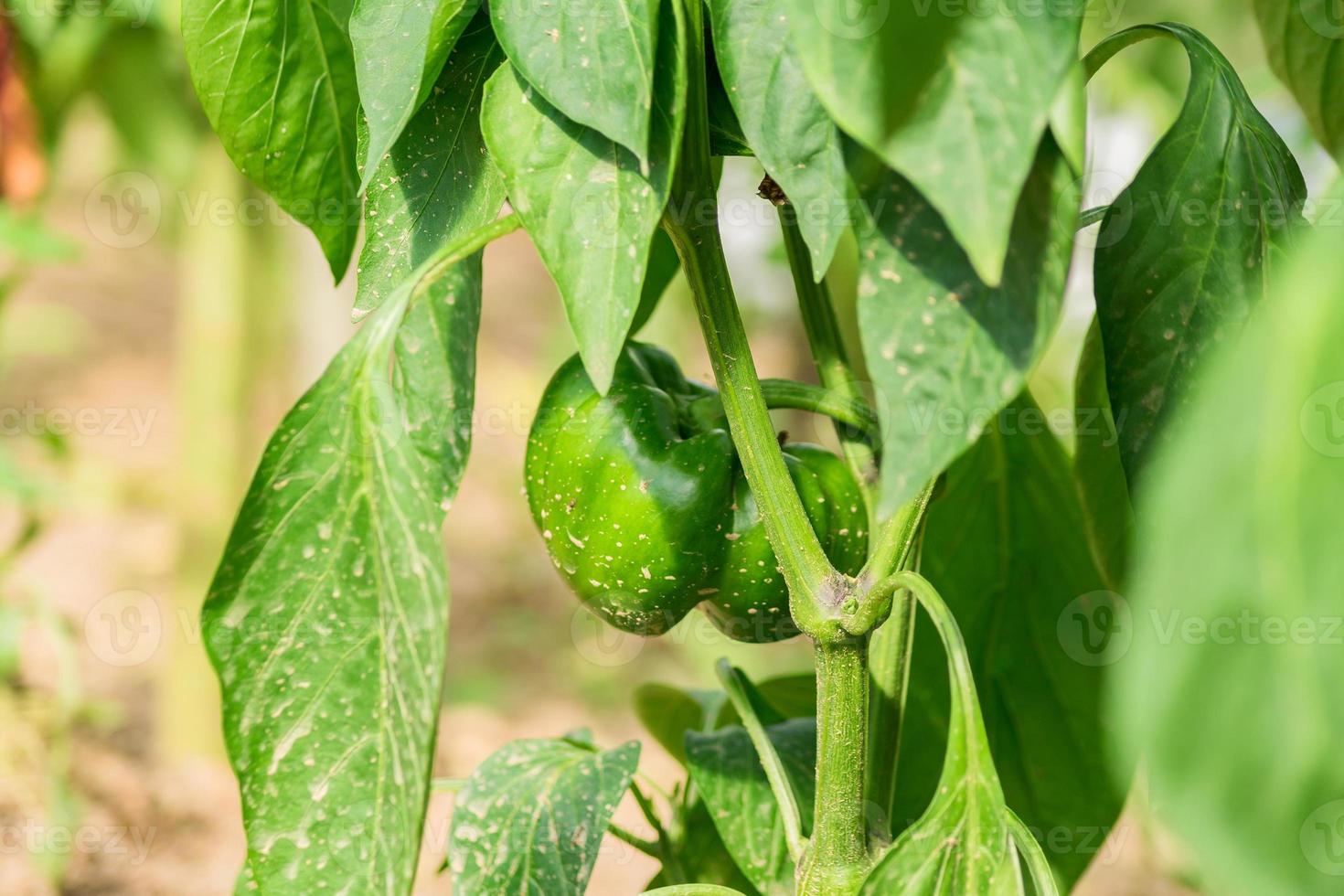 organic farm food, agriculture and harvest concept - green bell pepper in a greenhouse. photo