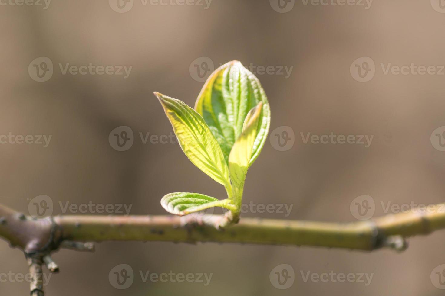 close up of tree branch with first leaves buds. Spring background with copy space. photo