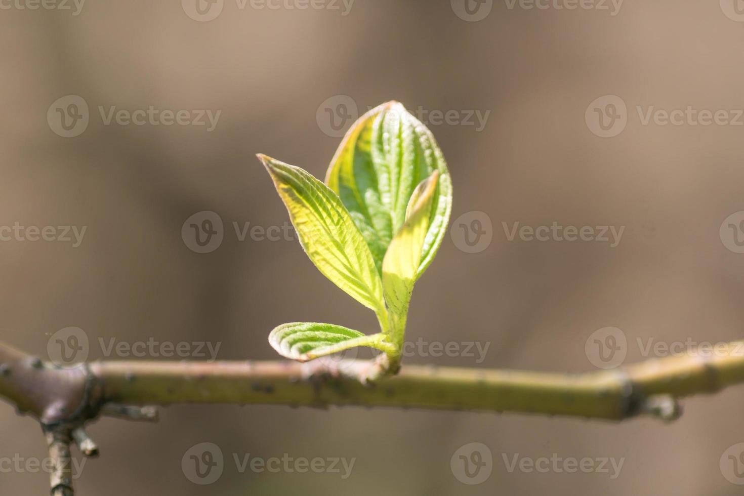 primer plano de la rama de un árbol con las primeras hojas yemas. fondo de primavera con espacio de copia. foto