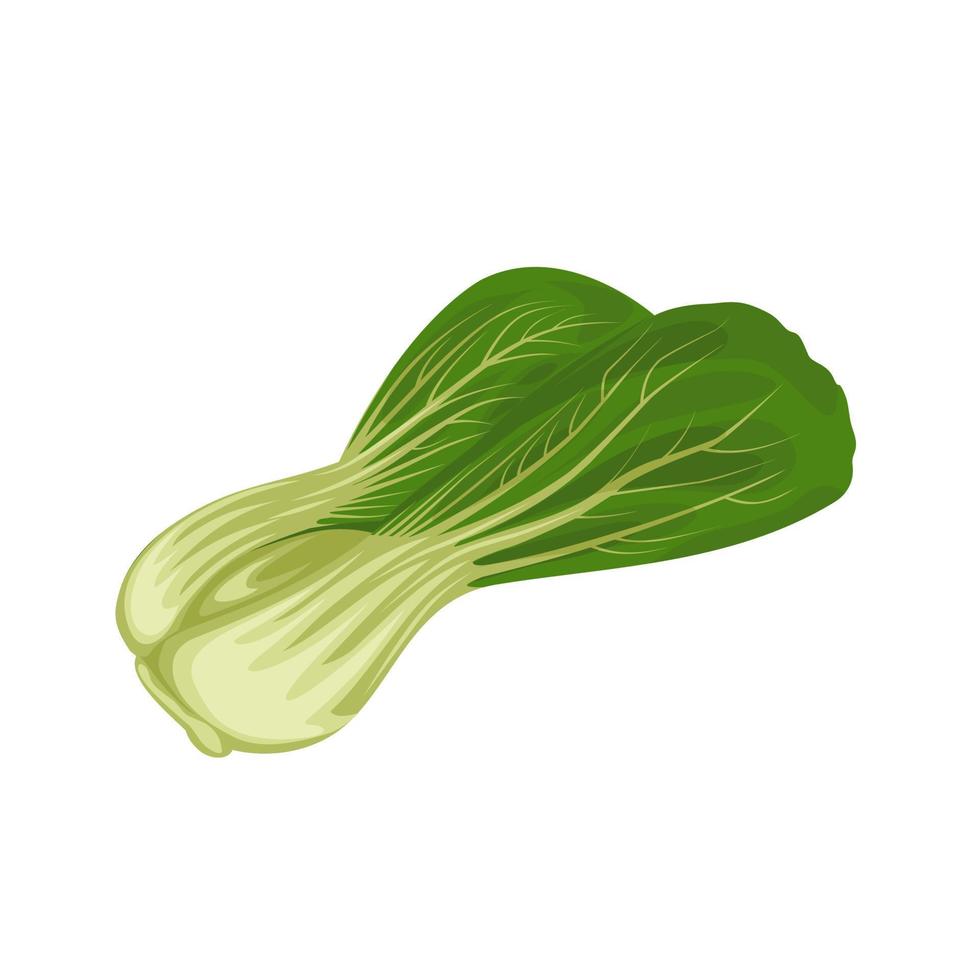 Vector illustration, Bok choy or Brassica rapa, isolated on white background.