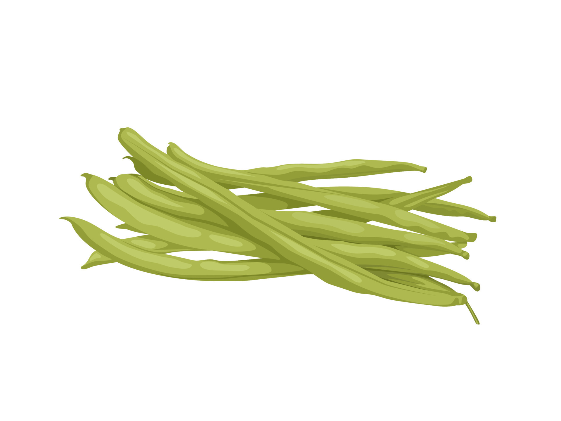 Vector illustration of fresh beans, scientific name Phaseolus vulgaris, isolated on a white