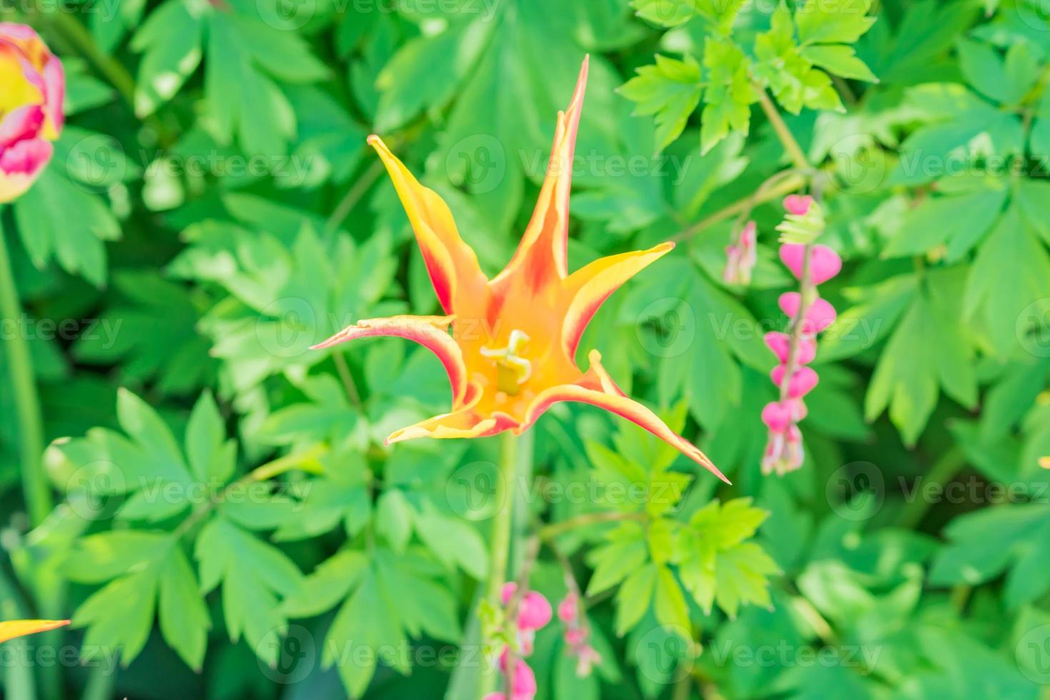 close up of beautiful blooming orange tulip flower, top view photo