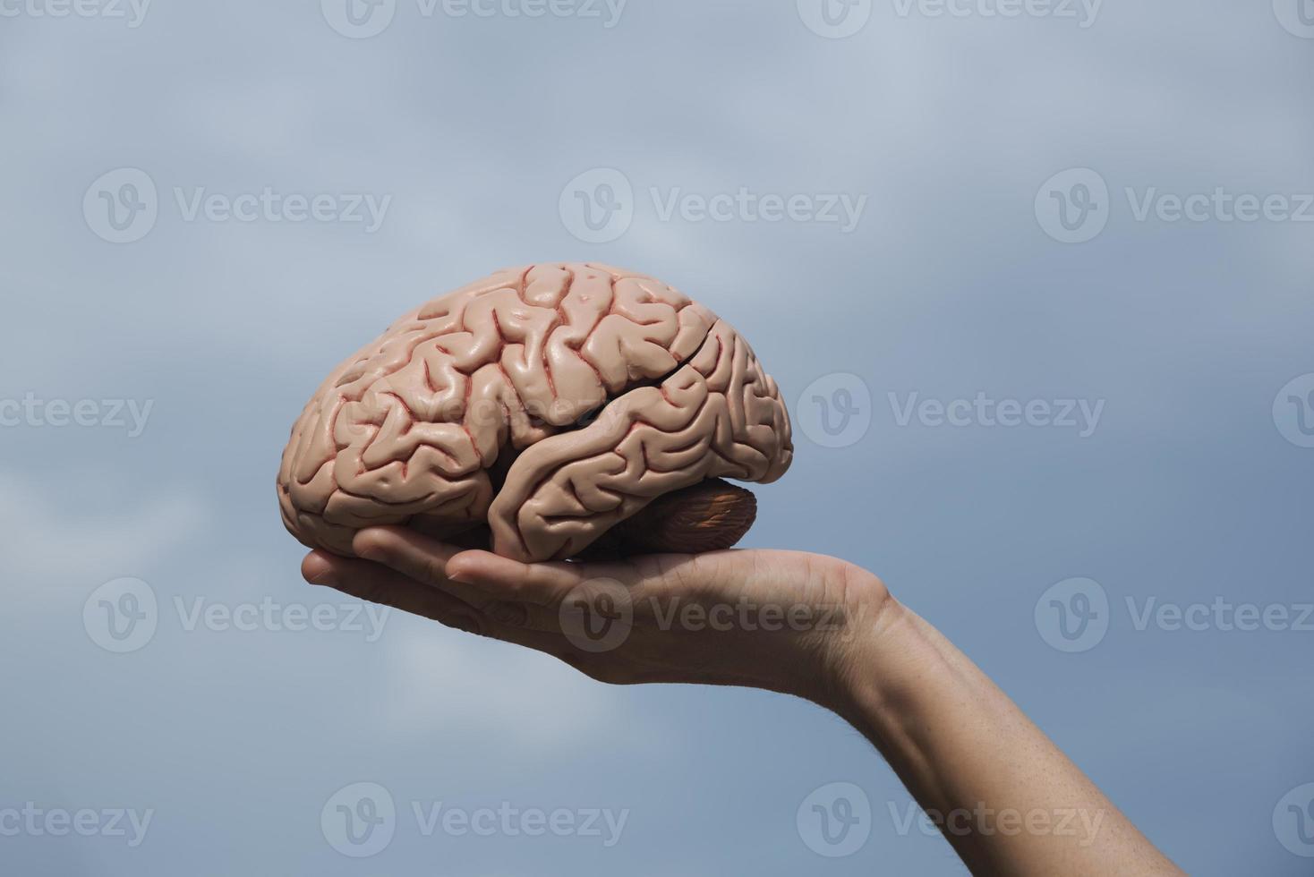 Artificial human brain model and hand holding photo