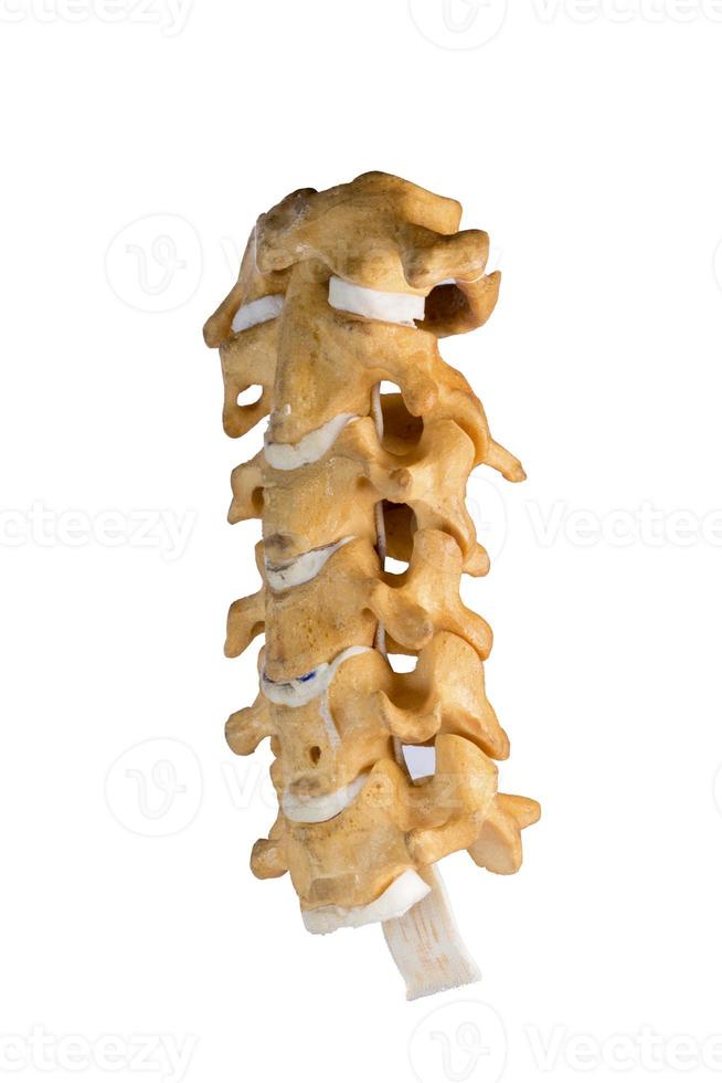 Artificial human cervical spine photo