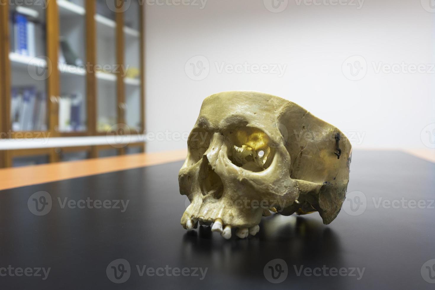 Skull model on the table in the library photo