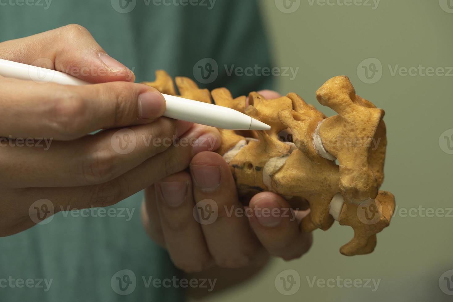 Doctor demonstrating cervical spine model photo