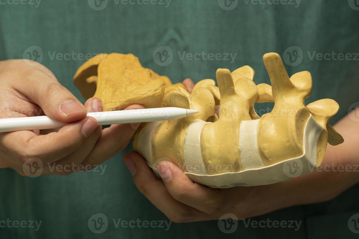 Doctor demonstrating lumbar spine model photo