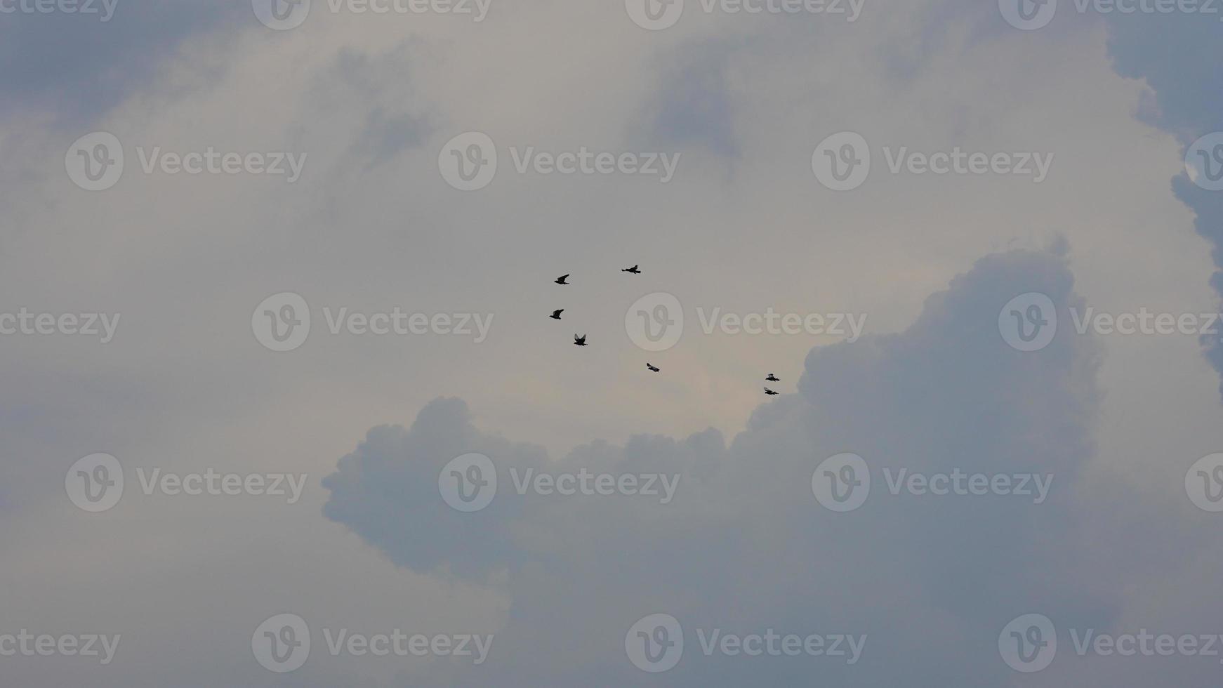 PICTURE OF BIRDS TOUCHING THE SKY photo