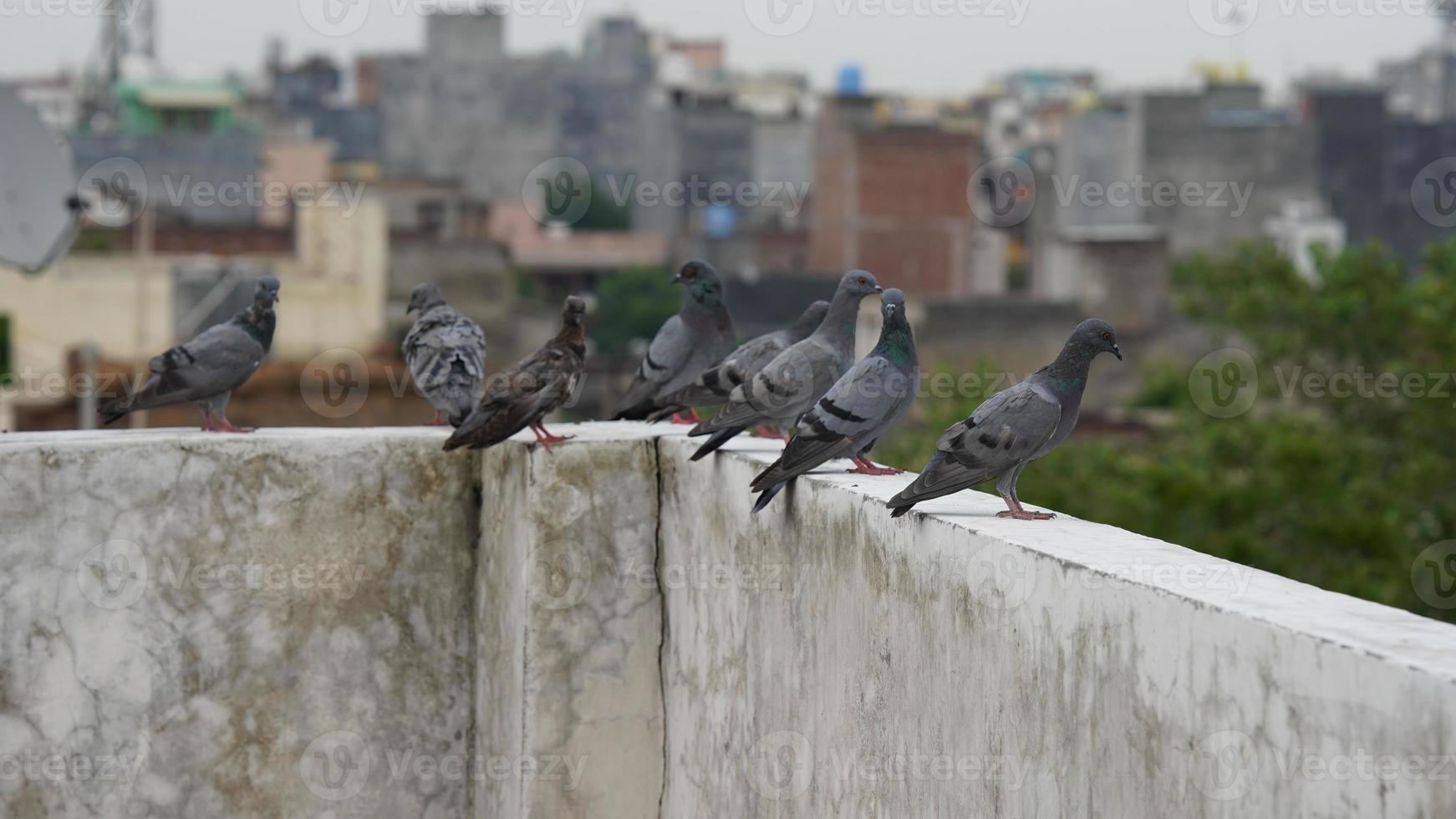 picture of pigeons sitting on rooftop. photo