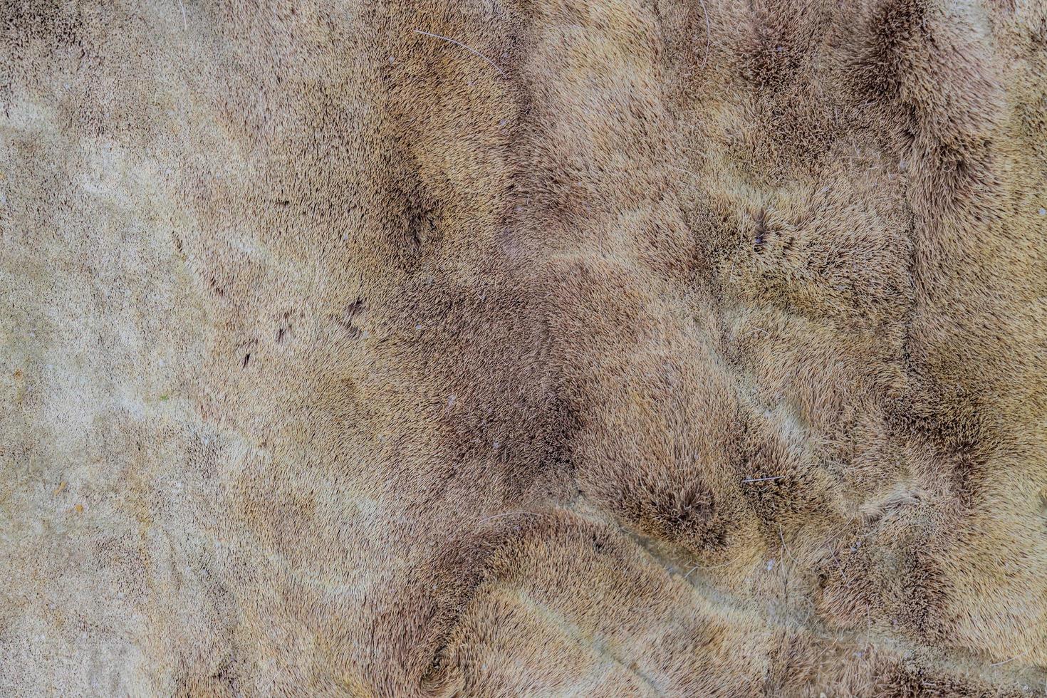 deer skin background texture, seamless pattern for design photo