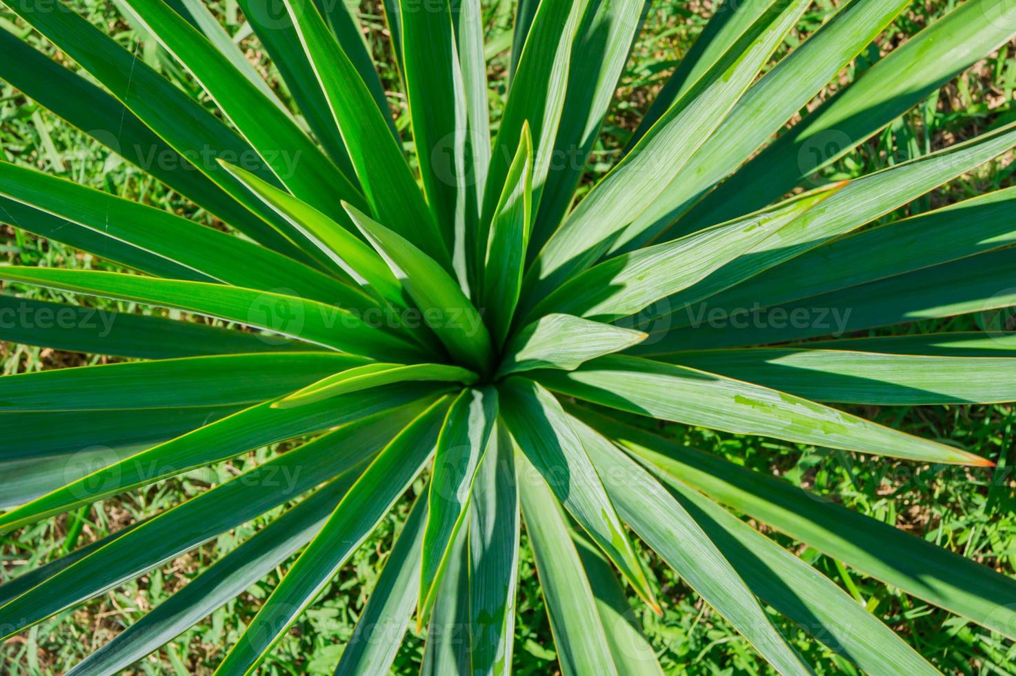 tropical leaves close up. Jungle nature background. photo