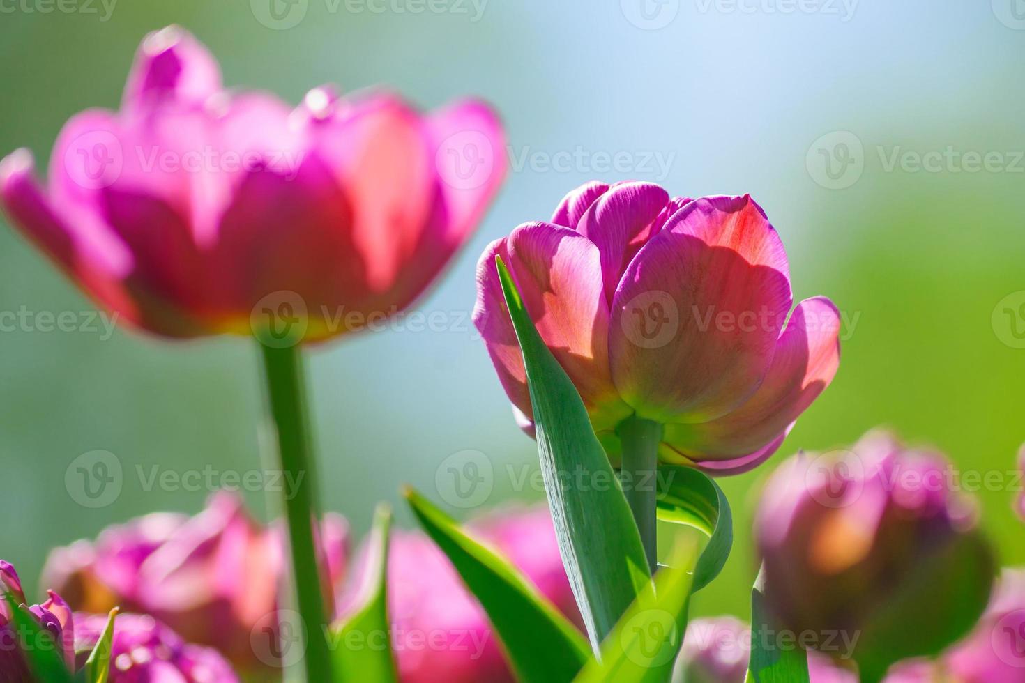 fondo natural de flores florecientes de primavera. campo de tulipanes de  color rosa brillante contra el cielo azul. 10602146 Foto de stock en  Vecteezy