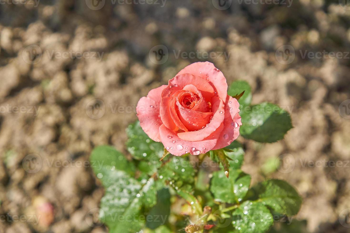 Beautiful pink roses blossom in the garden. Countryside backyard landscape. photo