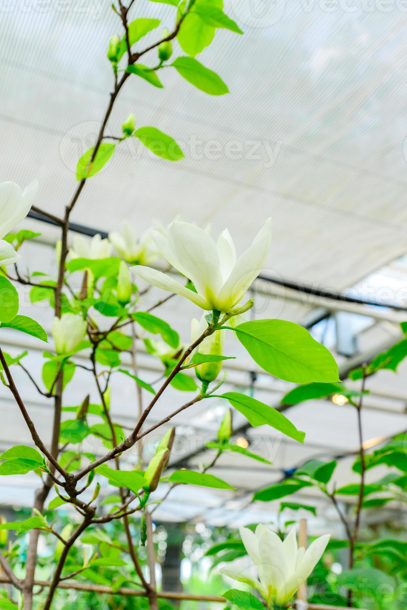 blooming white magnolia tree in green house. 10602257 Stock Photo at