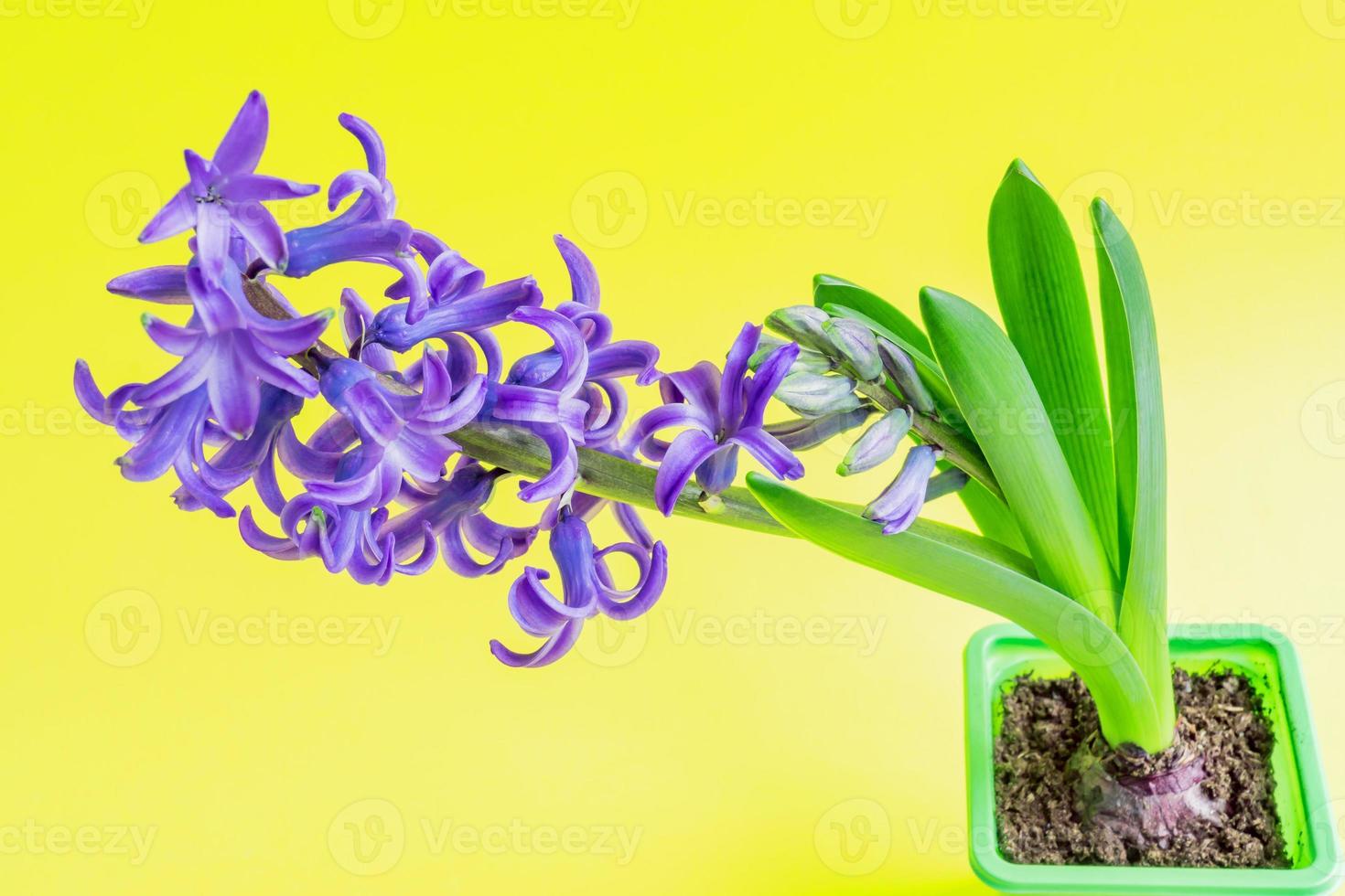 flor de jacinto azul floreciente en maceta de plástico verde sobre fondo amarillo. copie el espacio. 10602269 Foto de stock en Vecteezy flor de jacinto azul floreciente en maceta de plástico verde sobre fondo amarillo. copie el espacio. 10602269 Foto de stock en Vecteezy
