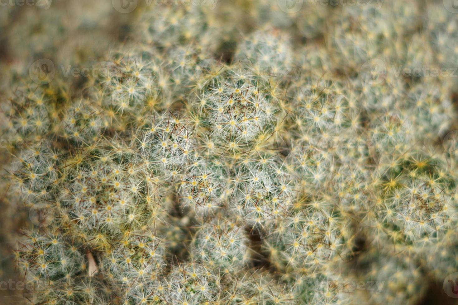 cacti background, top view photo
