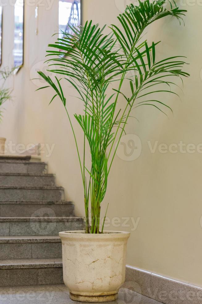 tropical plant in big ceramic pot in office hall photo