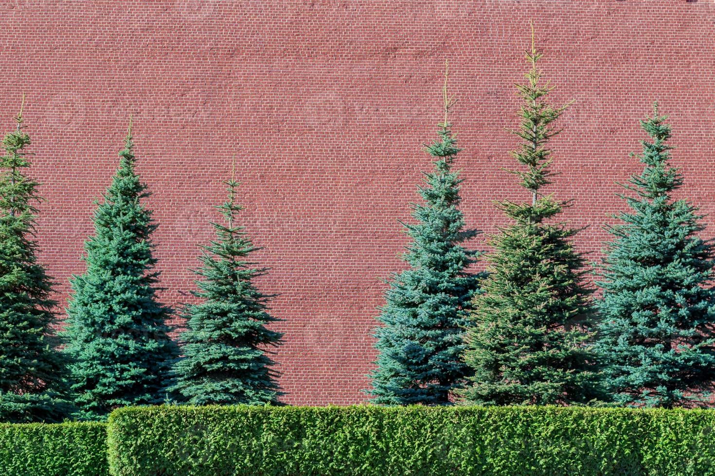 Red kremlin Wall and pine trees, Background photo