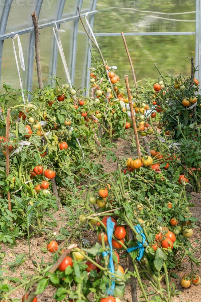 tomates frescos en el jardín en un día soleado. tomates orgánicos en invernadero. concepto de cultivo de hortalizas foto