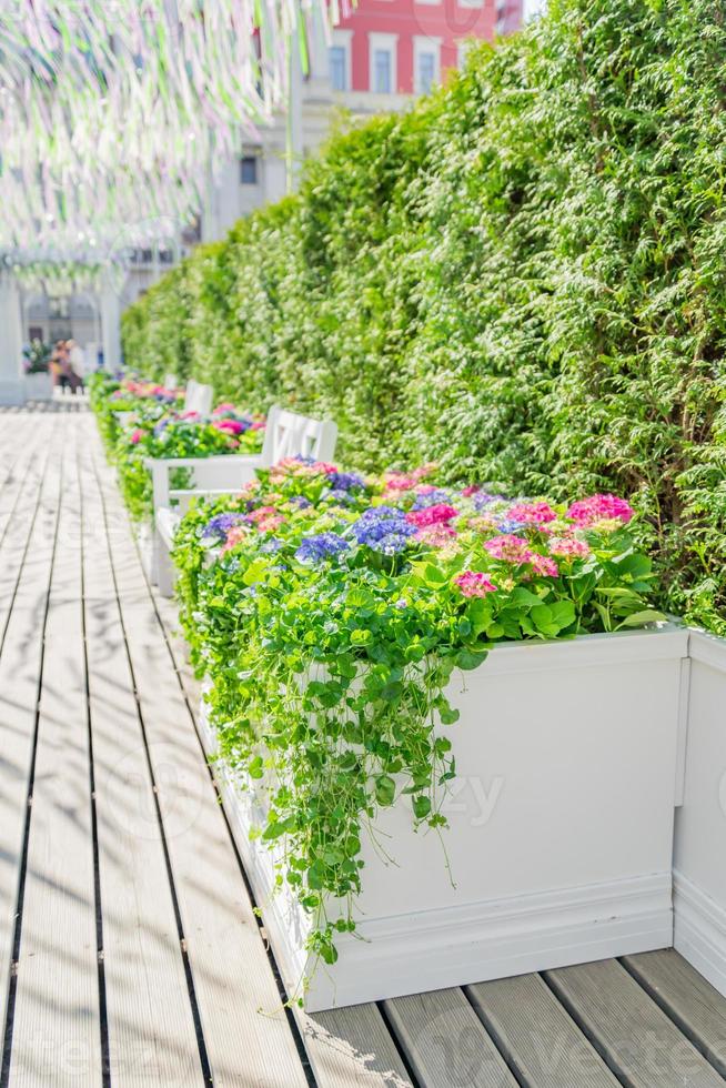 Spring in the city, Beautiful blooming flowers and white benches in the park photo