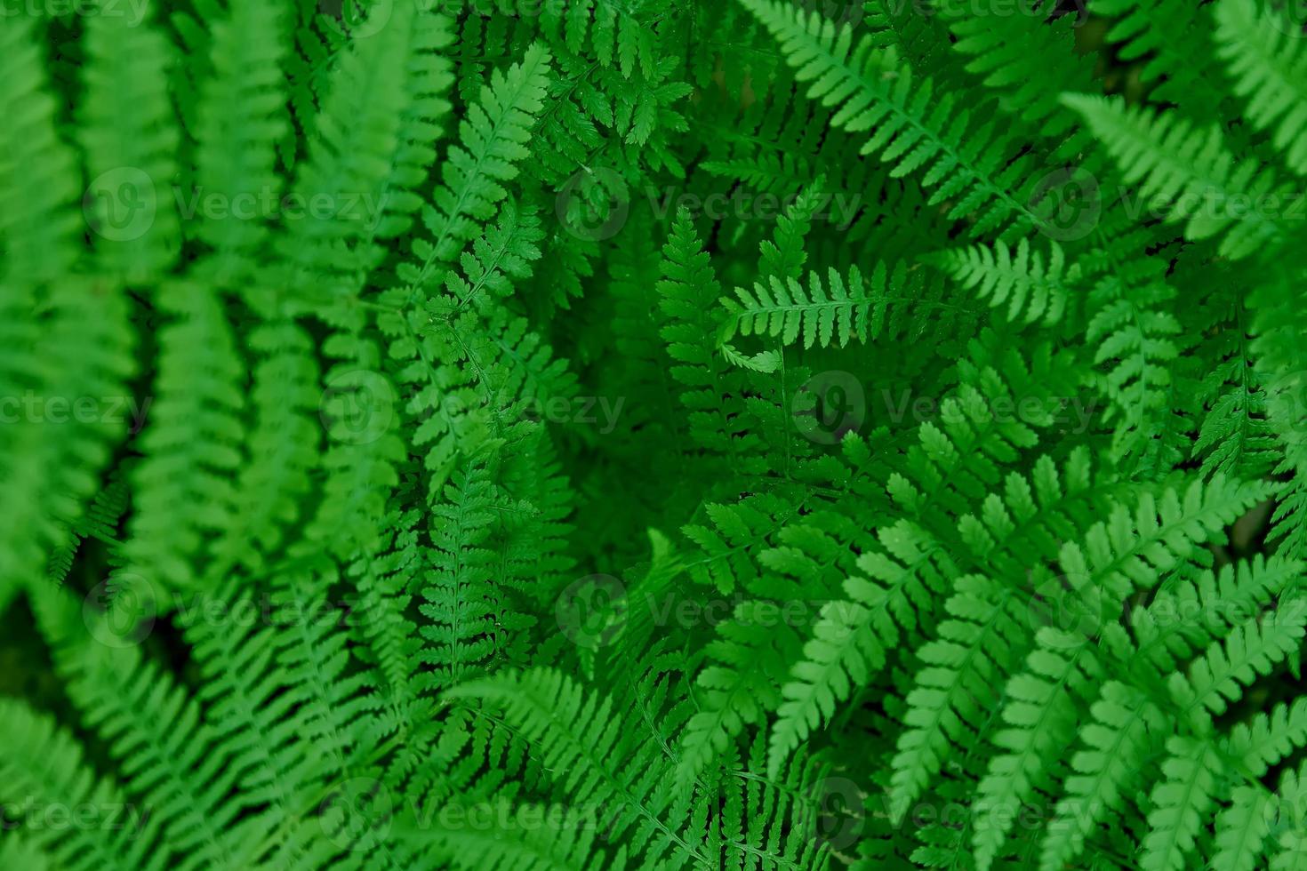 Beautiful green natural fern background. Wallpaper with young fern leaves photo