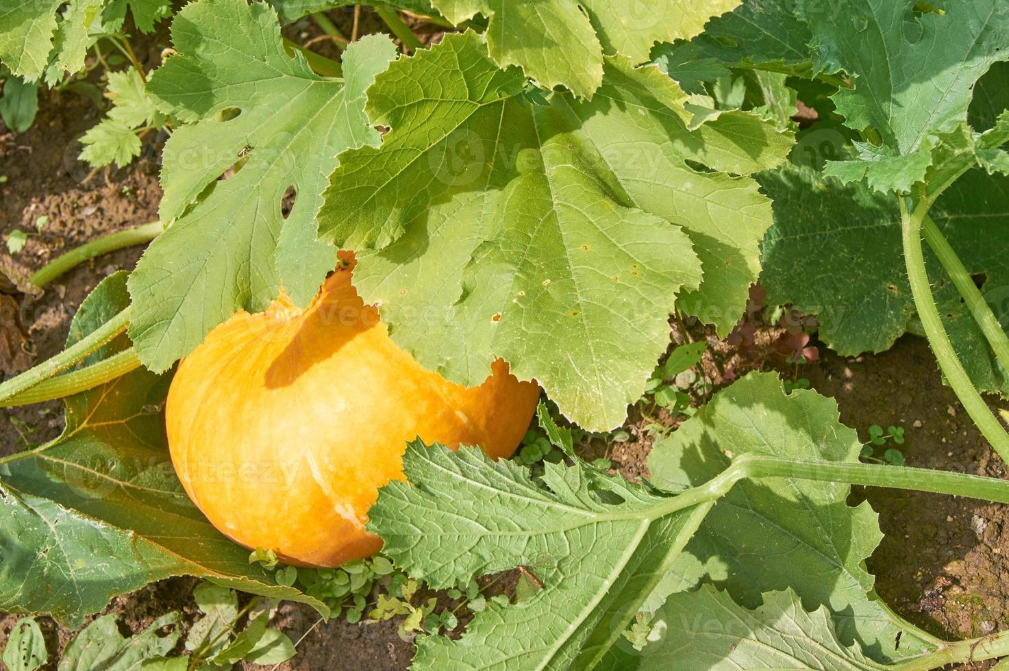 growing yellow pumpkin in vegetable garden. Organic healthy diet food photo